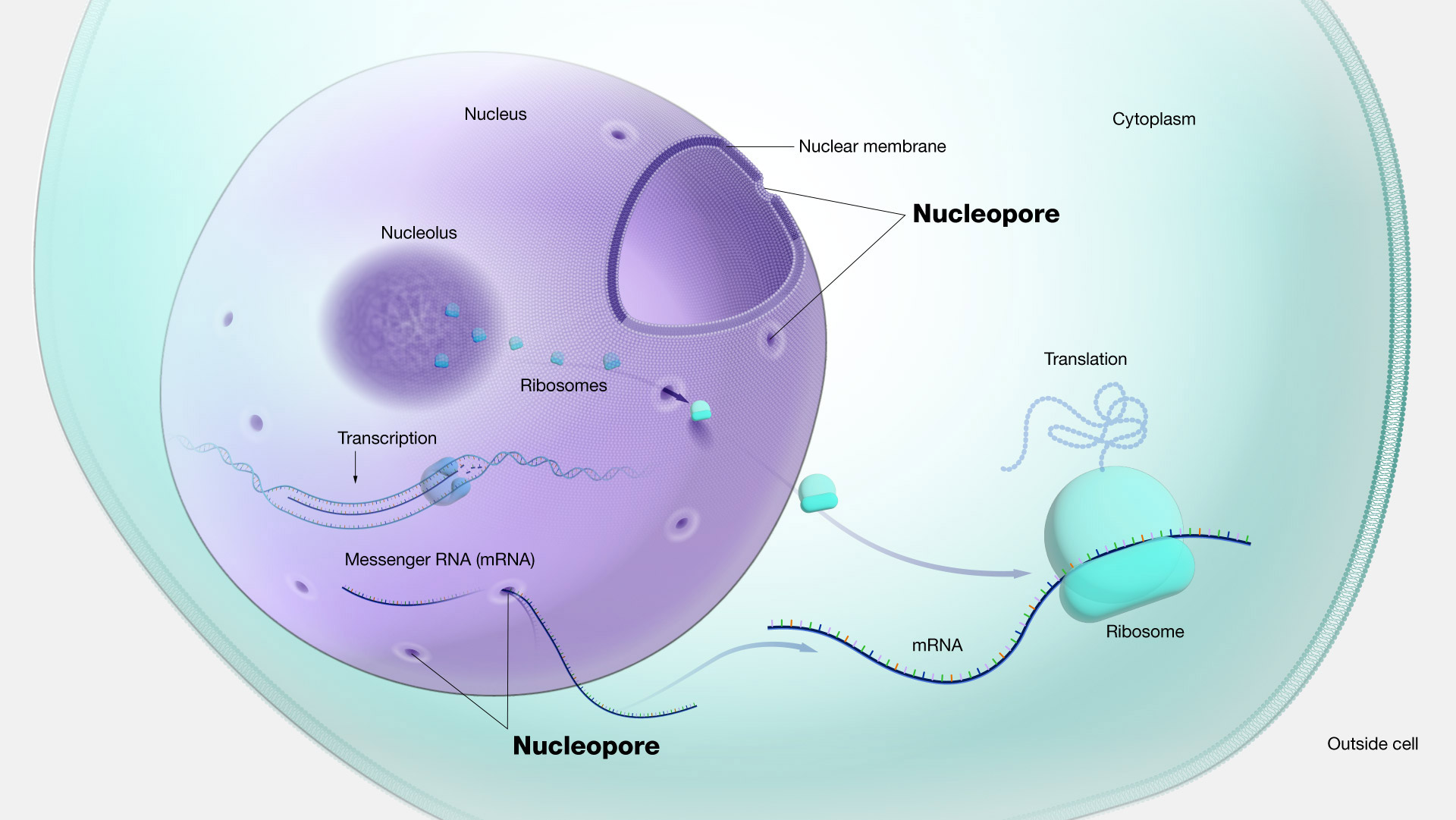 Nucleopore